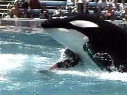 Dukes was not a trainer, he was found dead, after visiting SeaWorld. . Tilikum kills dawn